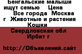 Бенгальские малыши ищут семью) › Цена ­ 5 500 - Все города, Москва г. Животные и растения » Кошки   . Свердловская обл.,Ирбит г.